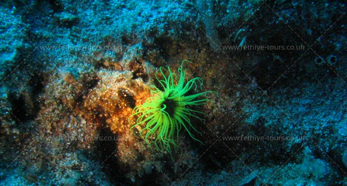 Scuba Diving Fethiye