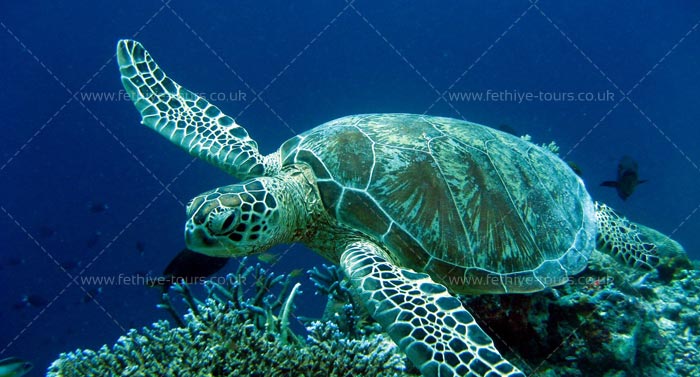 Scuba Diving Fethiye