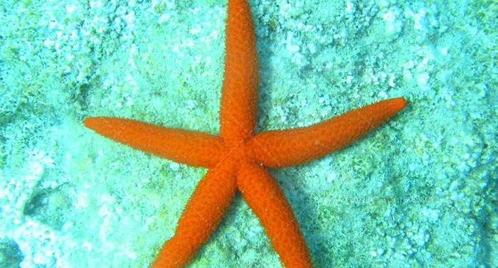 Scuba Diving Fethiye